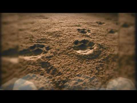 Epsis - Pies de plomo.