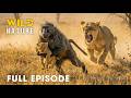 Win Or Die FULL EPISODE Deadliest Battles For Survival Animal Documentary