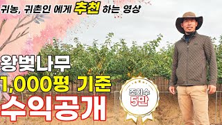 고소득 작물 나무 농사 이렇게 재배하면 성공할 수 있다! 나무농사 성공편 - 왕벚나무