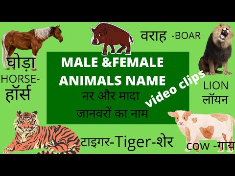animals-meaning-in-hindi Mp4 3GP Video & Mp3 Download unlimited Videos  Download 
