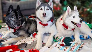 What Did Santa Paws Bring My Husky? 🎄 Dogs Opening Christmas Presents
