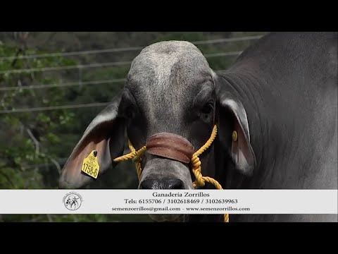 GANADERÍA SAN GABRIEL ALTA GENETICA HACIENDA EL PLACER   FUSAGASUGA   CUNDINAMARCA
