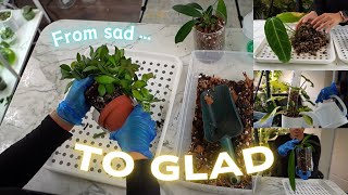 Cozy, feel good, plant care session || Anthurium, Hoya, Philodendron Plant care