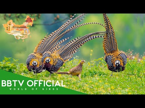Birds of China | Most Beautiful Birds Found in China You've Never Seen | BBTV Official
