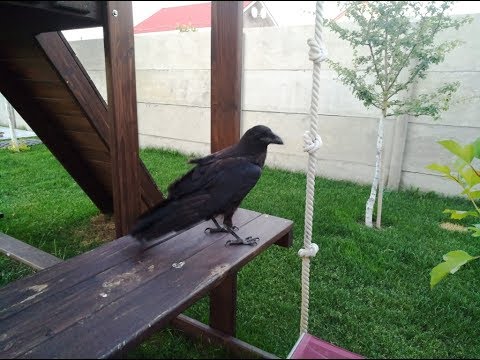 Вольер для попугаев, черного ворона, майны и горлиц. Размер 4 х 2,5 х 2,2 м .Часть 1