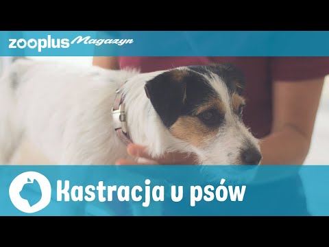 Kastracja u psów: Wskazania, przebieg, wady i zalety