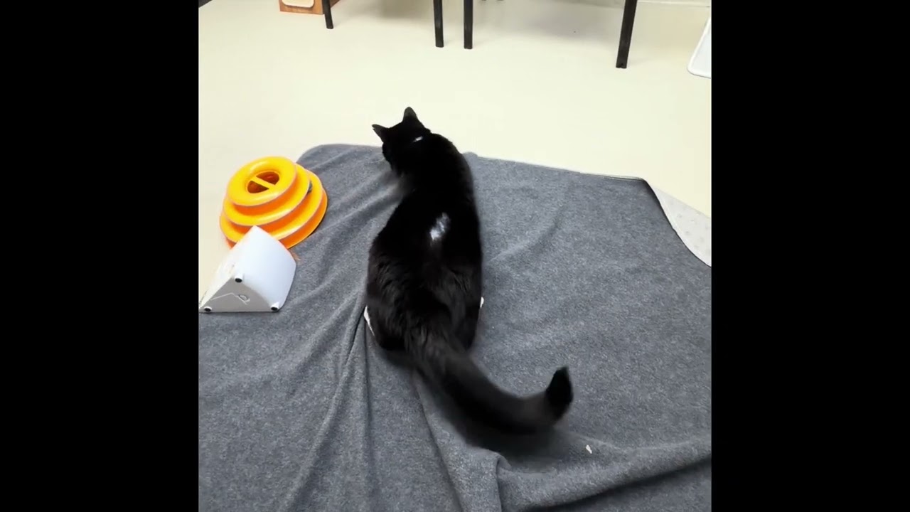 Enlarge Albert- #50217, a ADOPTABLE Domestic Short Hair in Columbia, MD video 5/5