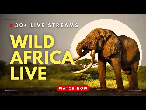 Wild Africa Live!  24/7 Safari Cam | Watch Lions, Elephants & More