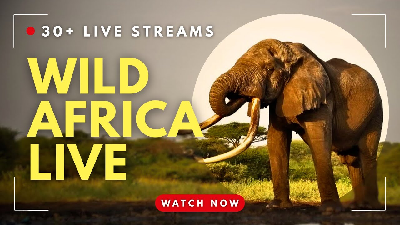 Live webcam view of Wild Africa Safari Live