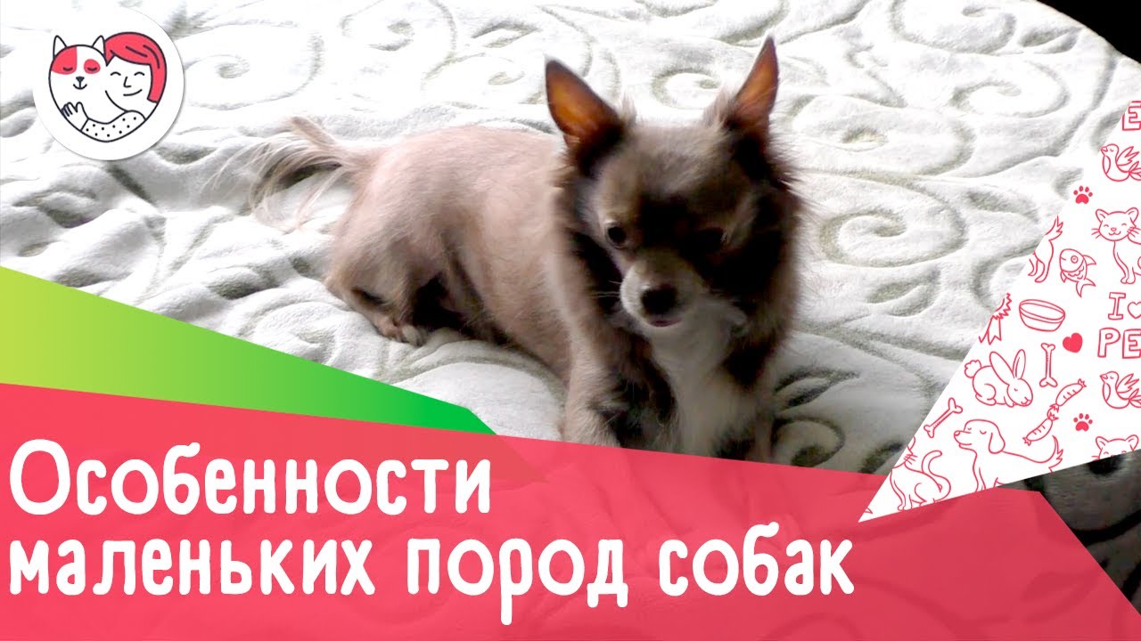 5 особенностей собак мелких пород