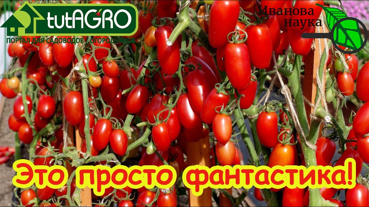 ВЫ НИКОГДА НЕ ЕЛИ ТАКИЕ ТОМАТЫ!!! С этими томатами вы поймете, что такое насто?