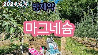 2024년6월4일 방제약 및 마그네슘 엽면시비