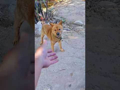 狗：你看你又急