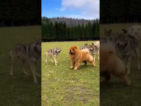 양떼를지키는 차우차우의 용맹함 🐶⚔️🐺 Chow Chow vs Wolves ｜ 🐑 A twist on a flock of sheep