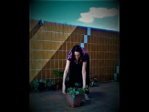 Bom Dia. Riso de sol. Coreografia de Erica Botechia para Dança Circular Sagrada.