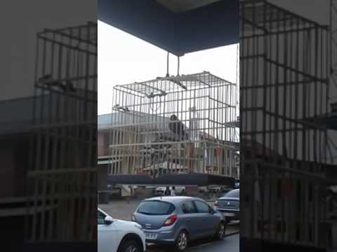 (CHANT COMMUN) de Saint-Georges (LéaL Jean-Luc) 🐦💚