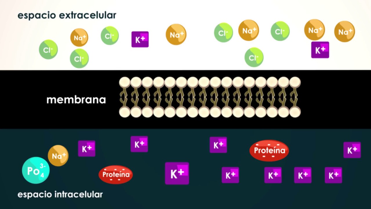 FISIOLOGÍA: Medio Interno-Homesotasis-Retroalimentación