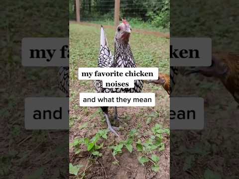 chicken noises and what they mean❤