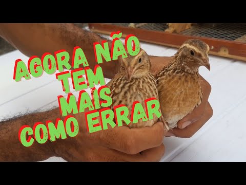 Como saber ! MACHO ou FÊMEA Codornas de uma vez por todas - Bem Simples  @TILAPIAMinhaVida