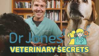 The Best and Worst Commercial Pet Foods: Vet Analysis