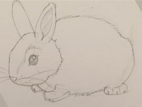 How To Draw A Baby Bunny