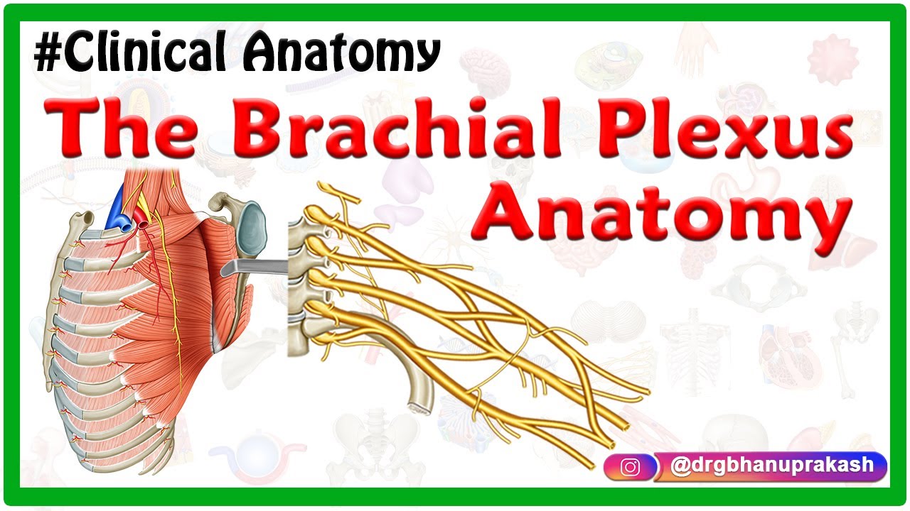 The Brachial Plexus Anatomy USMLE: Roots, Trunks, Divisions, Cords, Branches, Clinical anatomy