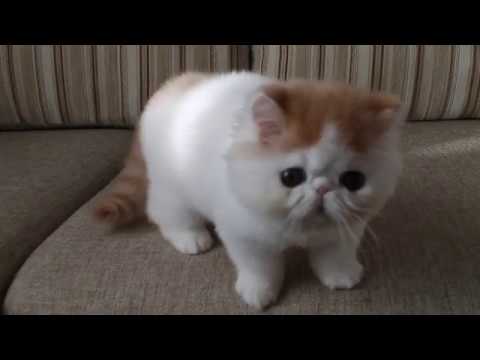 BLACK PEARLS JOFFREY_1