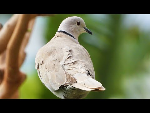 Birdwatching: Eurasian Collared Dove Call - Bird Sounds - 4K Video Ultra HD