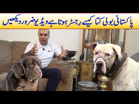 Best Interview Fahim Asger Pakistani Bully Kutta | Pakistani Masiff Dog