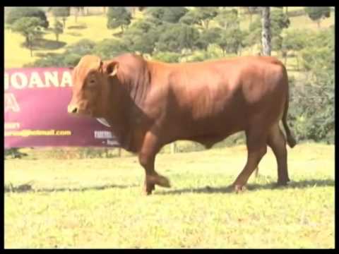 JAT BONSMARAS - LEILÃO BONSMARA 2014 - LOTE 70 JAT 11-0083