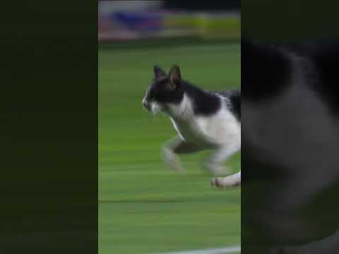 🐈‍ Un chat envahit la pelouse, le match du Sporting interrompu ! #shorts