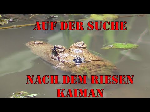 Auf der Suche nach dem Riesen Kaiman Amazonas Doku Teil 2