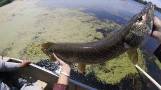 Caught a HUGE Northern Pike on a FROG while Bass fishing!!!