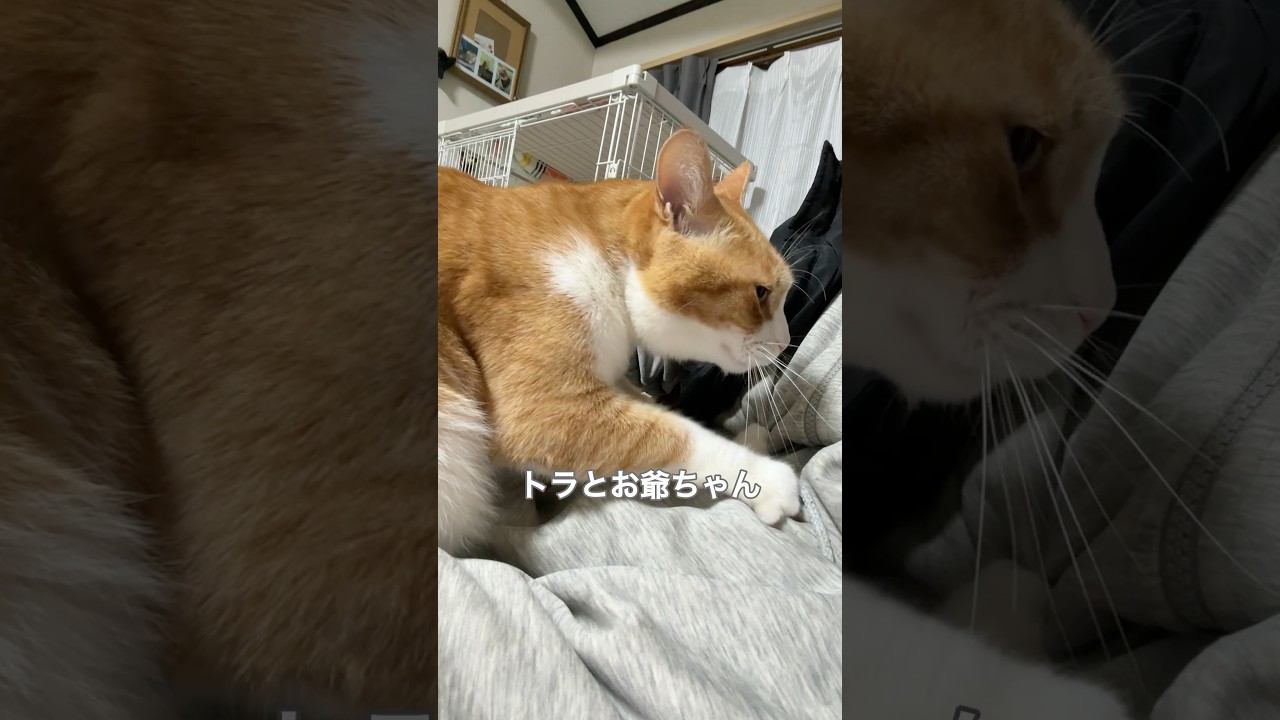 フミフミでお爺ちゃんを泣かせた猫 #shorts