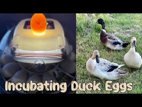 Are My Duck Eggs Fertile? | Incubating Duck Eggs