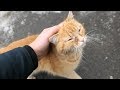 Hungry Cat He So Hungry