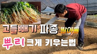 고들빼기 씨앗 파종 발아율과  뿌리 크게 하려면 꼭 알아야 하는 꿀팁