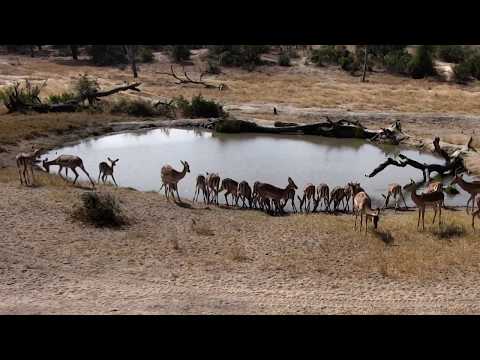 Djuma: Impala herd - 12:50 - 08/02/18