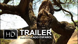 Trailer Preview Image