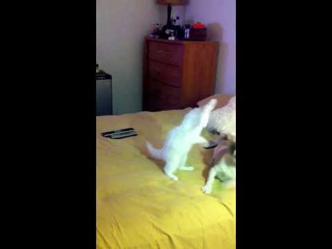 Look at these 2 always playing