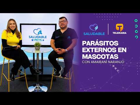 Parásitos externos en mascotas