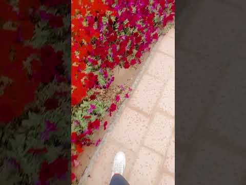 #rainyday #flowers #mosam #raining #enjoythenatureoftheworld