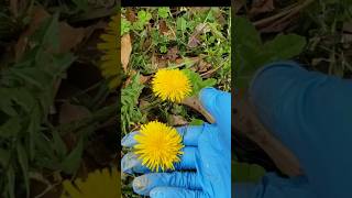 Dandelion is so beautiful. #wildmushrooms #wildedible #wildplants #taraxacum