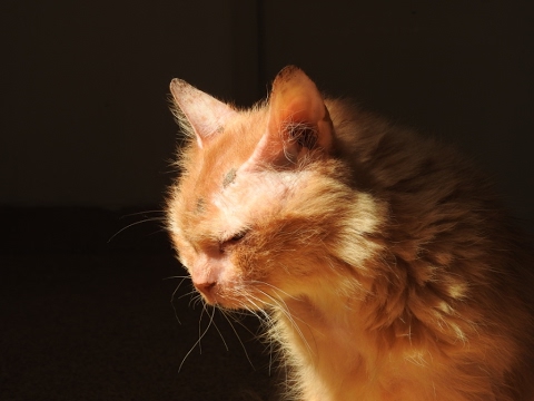 Abandoned at 17 - new beginning for an elderly cat