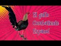 El gallo 🐓 Combatiente español