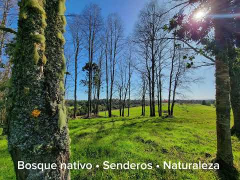 LOS ROBLES - LOS MUERMOS Region de Los Lagos