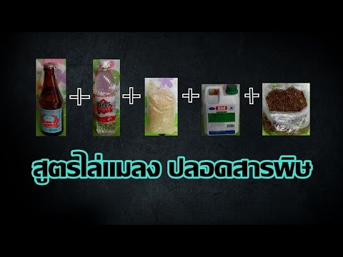หญิงเชื้อโรคอีร์คุตส โกจิเบอร์รี่คิดเห็นเรี่ยวแรง