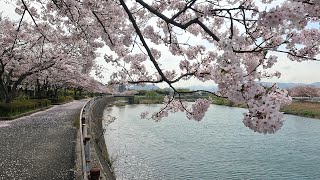 紫川河畔公園付近