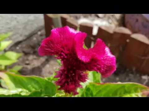 "rok za rokiem wspólnym krokiem"  -  Aldona Latosik