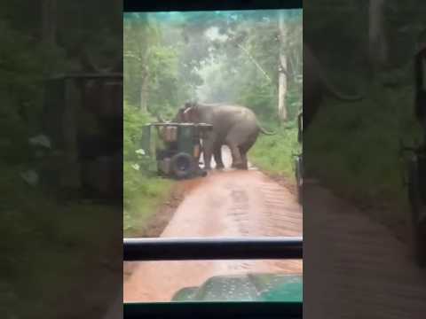 Elephant Charges Safari Jeep on Forest Track #viralshorts #aishorts
